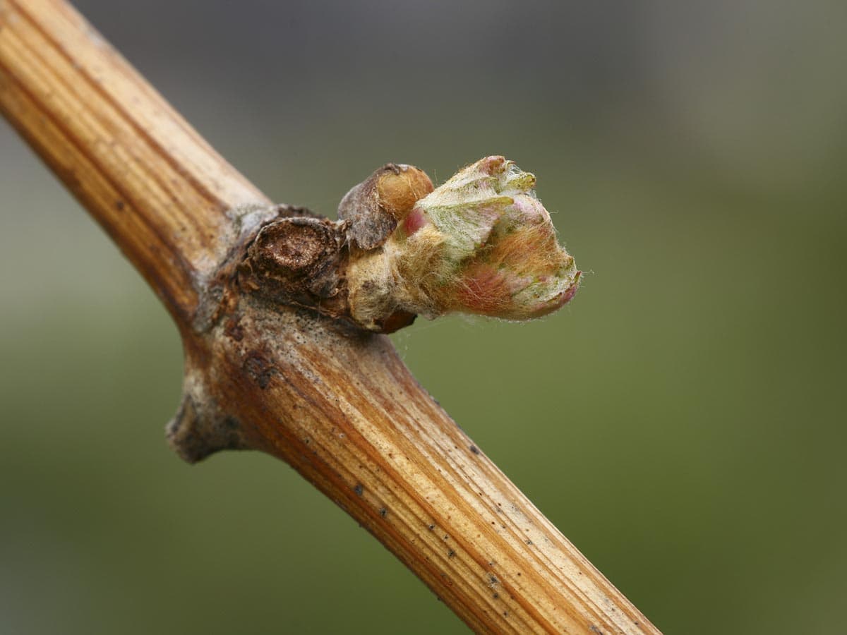 Weinrebe mit junger Knospe im Frühjahr