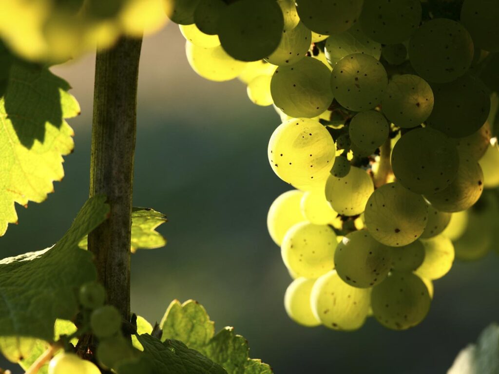 Nahaufnahme grüner Weintrauben im Sonnenlicht