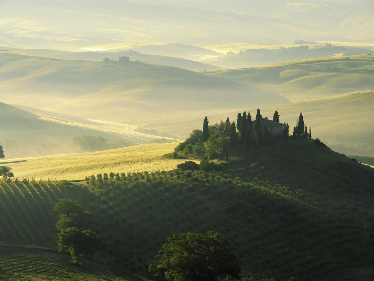 Toskana-Landschaft mit Weinbergen im Morgenlicht