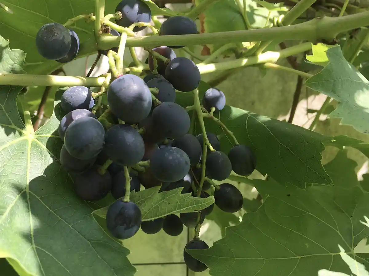 Sehr dunkle Weintraube mit locker angeordneten Beeren an einem Rebstock